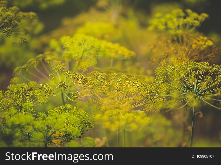 Blooming Dill