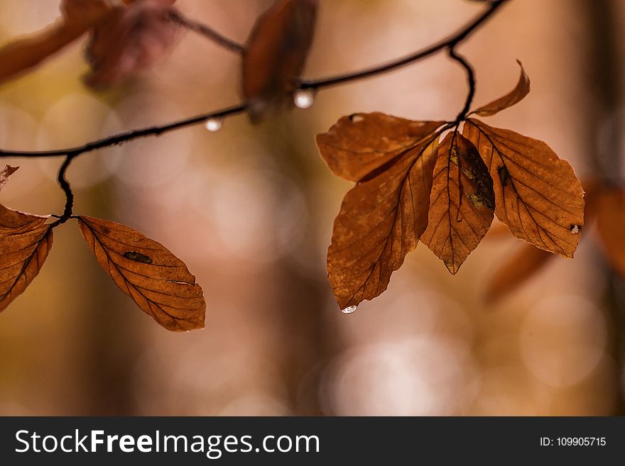 Autumn, Leaves, Branch