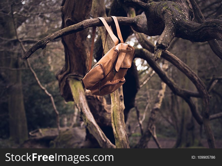 Backpack, Bag, Branches