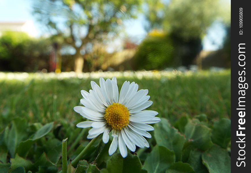 Bloom, Blossom, Daisy