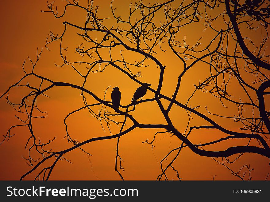 Backlit, Birds, Branches
