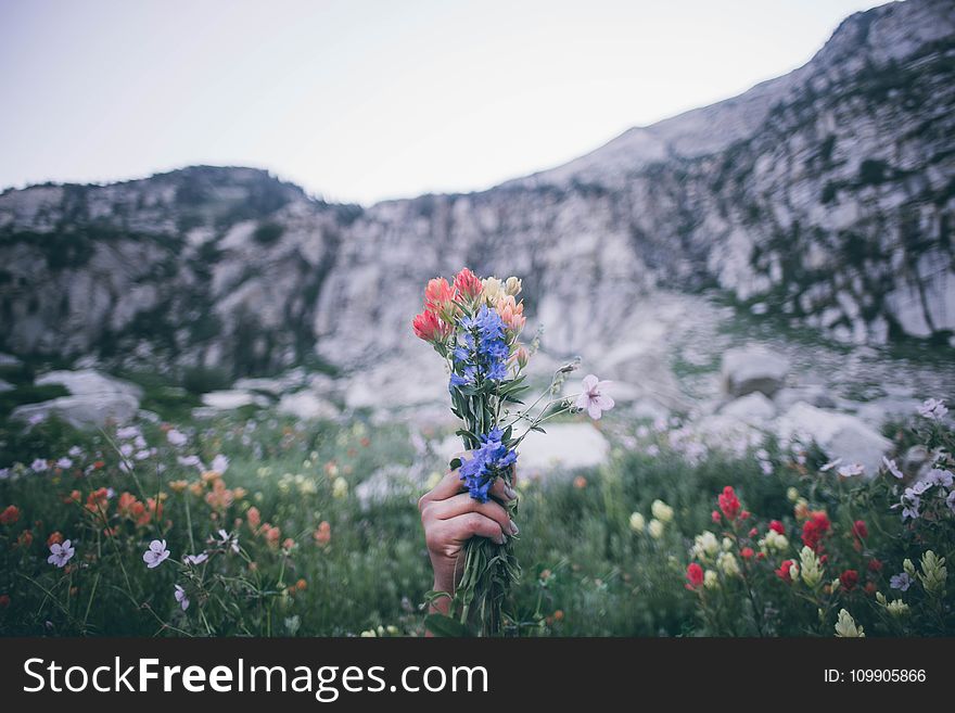 Selective Focus Photography of Red, Blue, and Yellow Petaled Flowers
