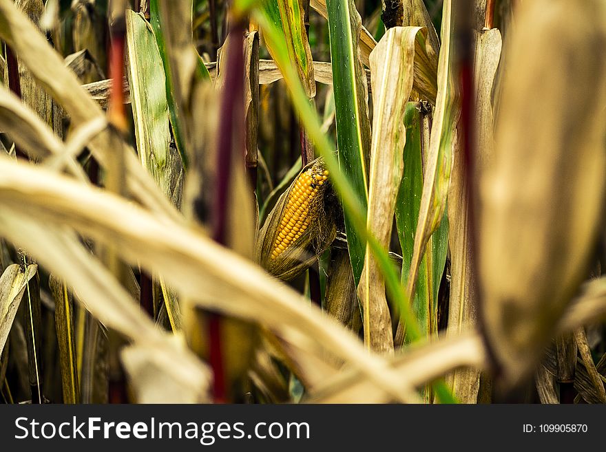 Agriculture, Blur, Bright