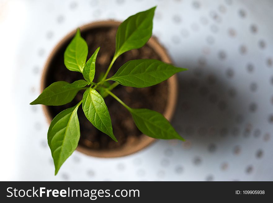 Selective Photography of Green Leaf Plant in Brown Pot