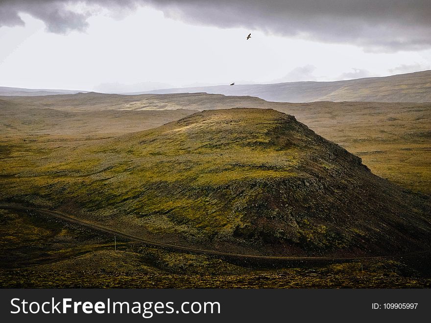 Birds, Calmness, Countryside