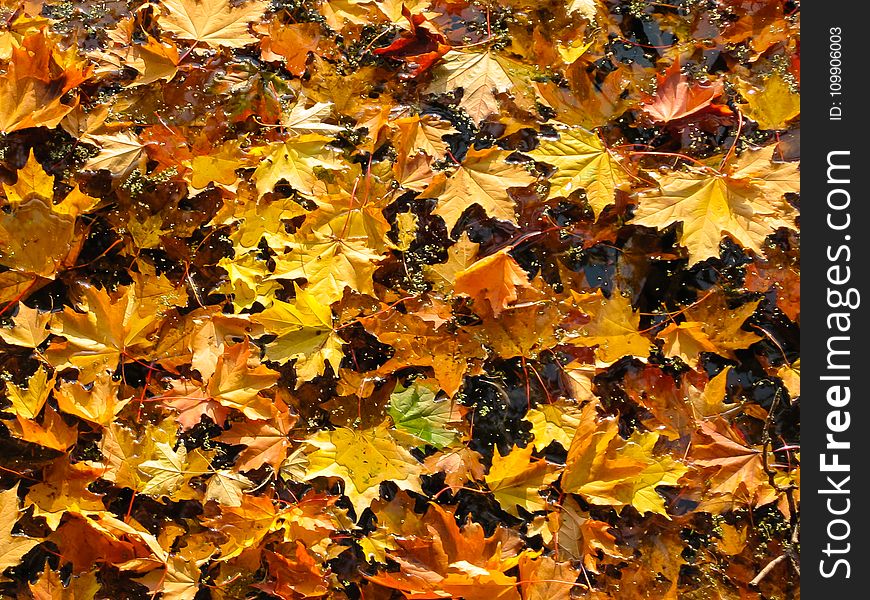 Autumn, Colours, Environment