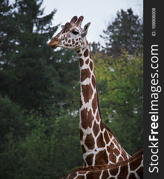 Animal, Photography, Giraffe