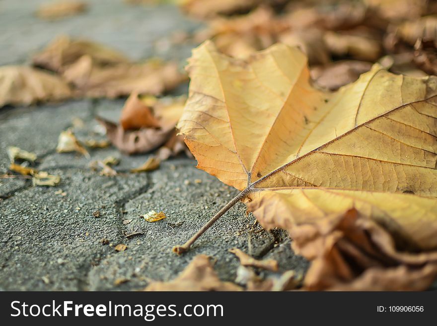 Autumn, Leaf, Leaves