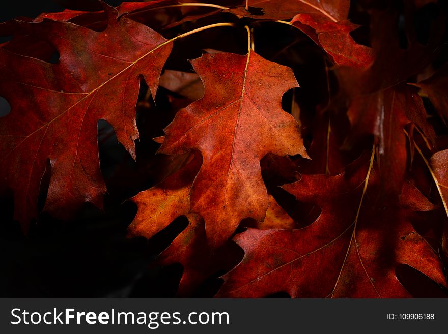 Close-Up Photography of Maple Leaves