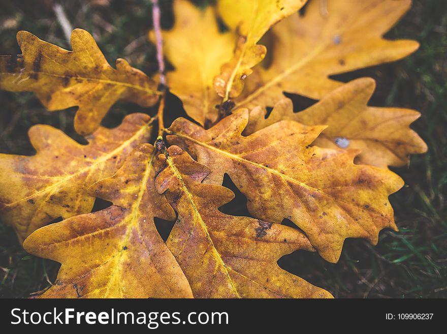 Yellow oak leaves