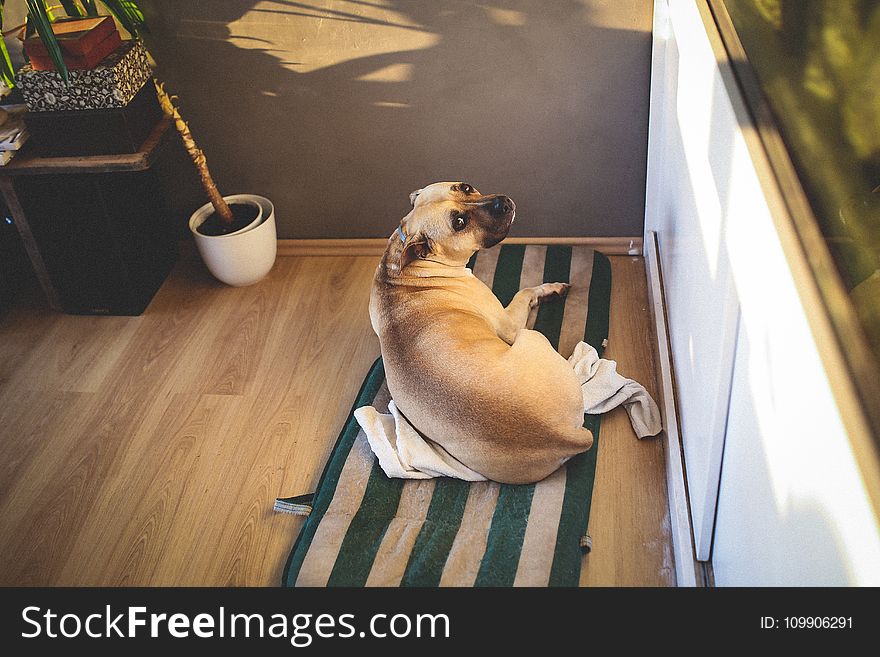 Lovely Amstaff Laying On His Bed