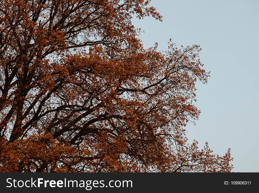 Autumn, Leaves, Branches