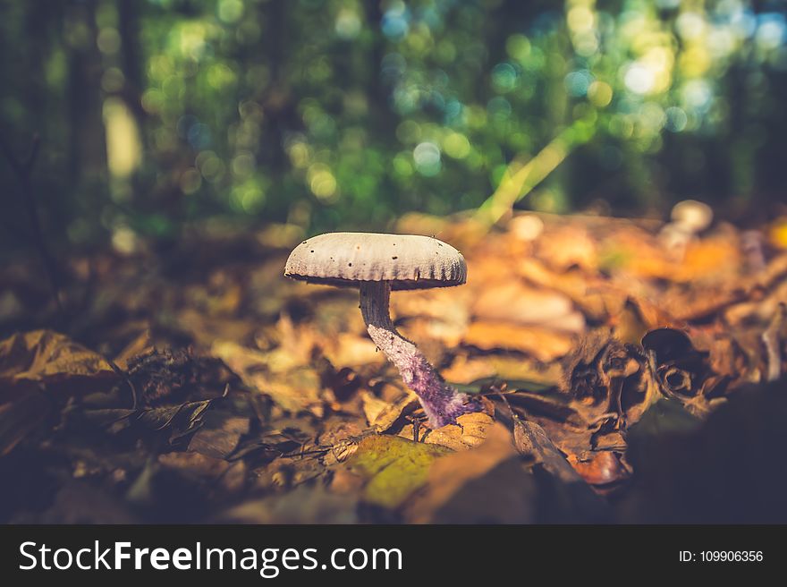 Fungus, Leaves, Macro