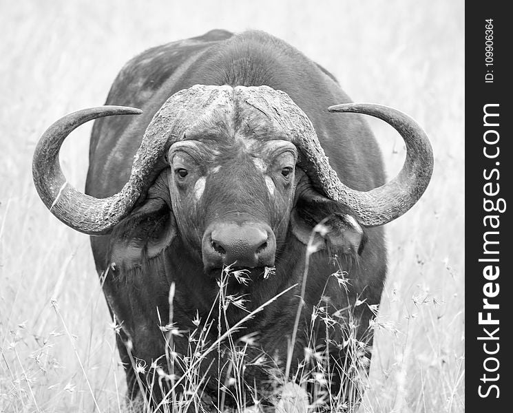 Africa, Animal, Photography