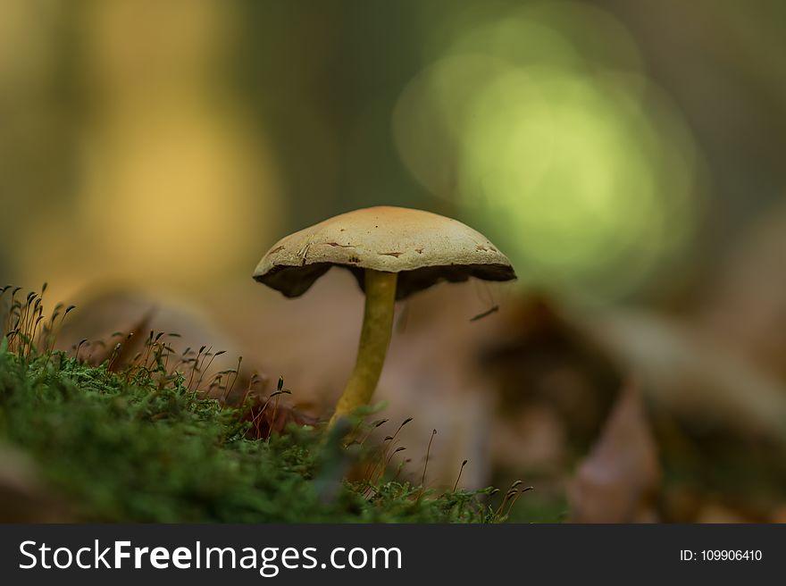 Boletus, Fungus, Grass