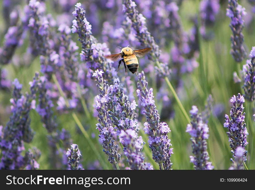 Animal, Photography, Aromatic