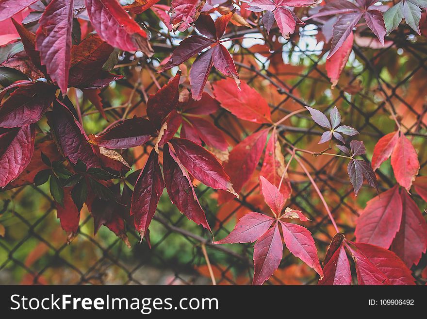 Red autumn leaves III