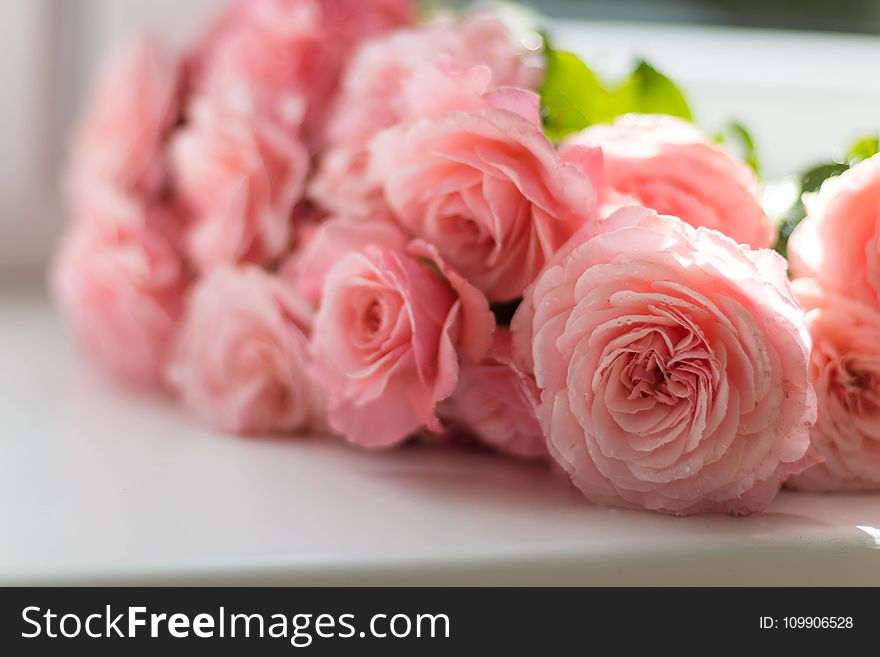 Selective Focus Photography Of Pink Peony Flowers