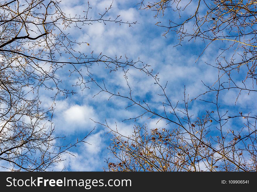 Blue, Sky, Branches