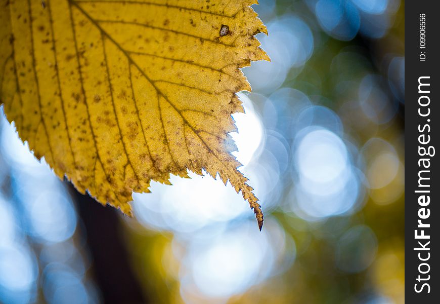 Autumn, Blur, Bokeh