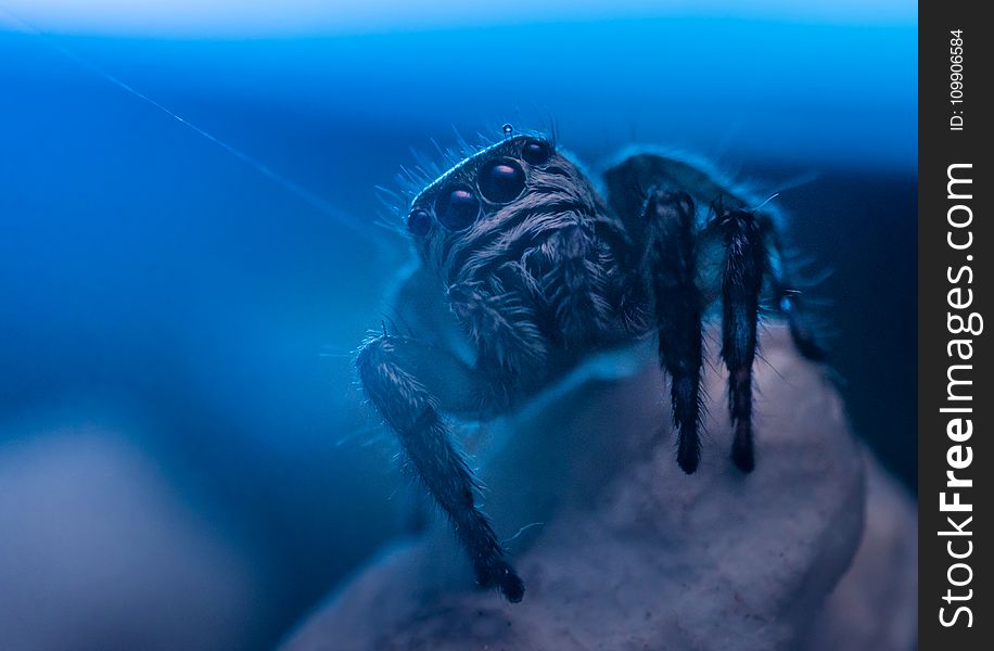 Aquarium, Blue, Creepy