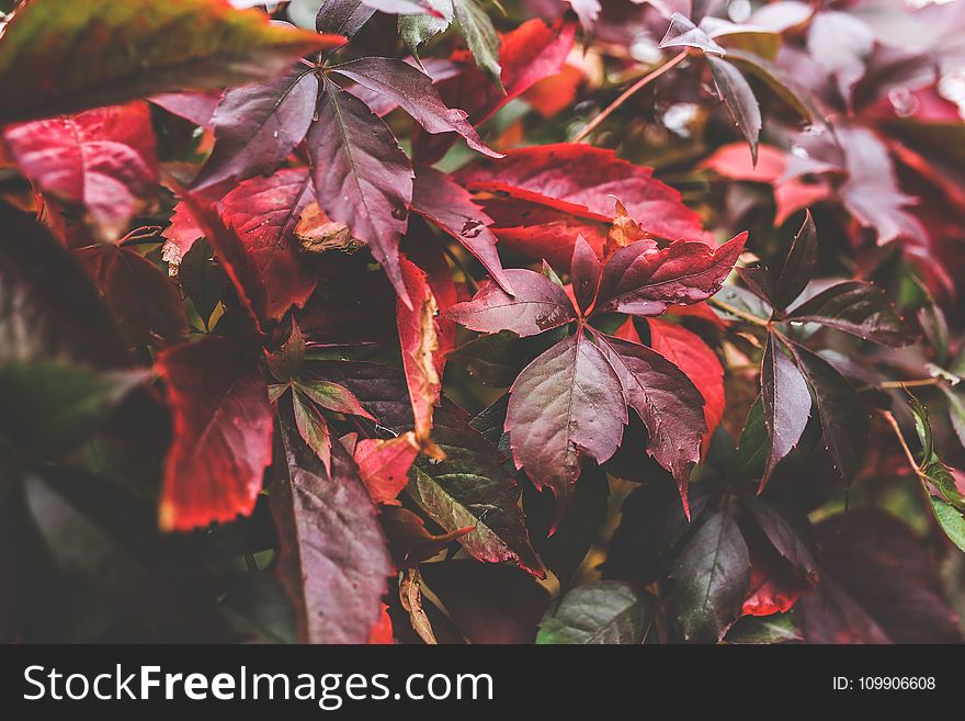 Red autumn leaves II