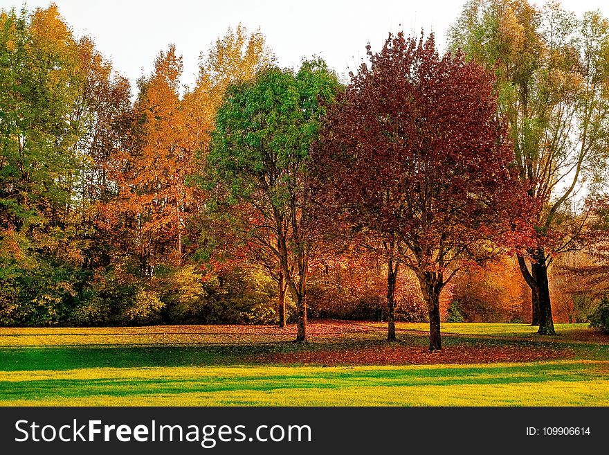 Autumn, Daylight, Environment