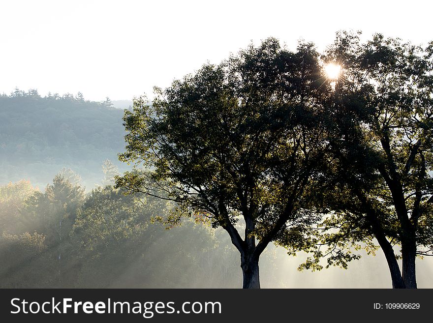 Silhouette Photo Of Green Trees Under Crepuscular Rays