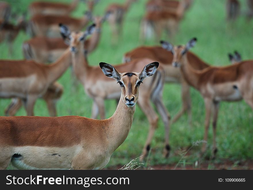 Animals, Antelope, Blur