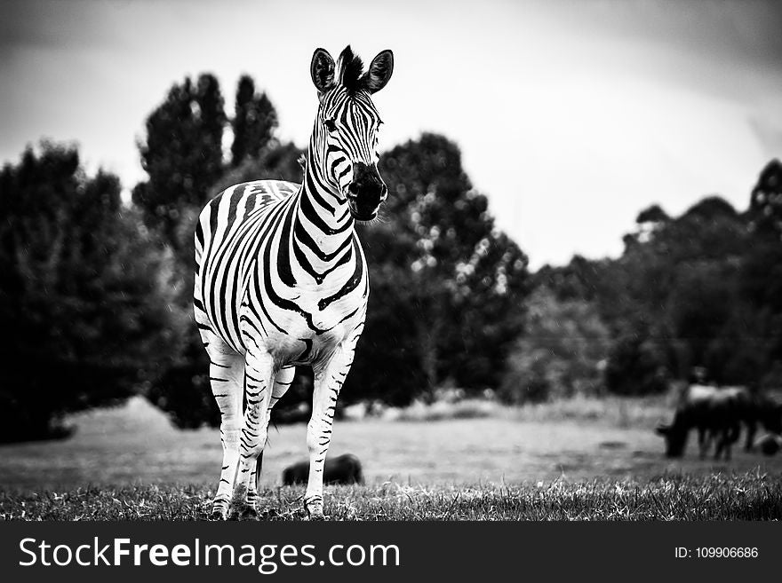 Animal, Photography, Black-and-white