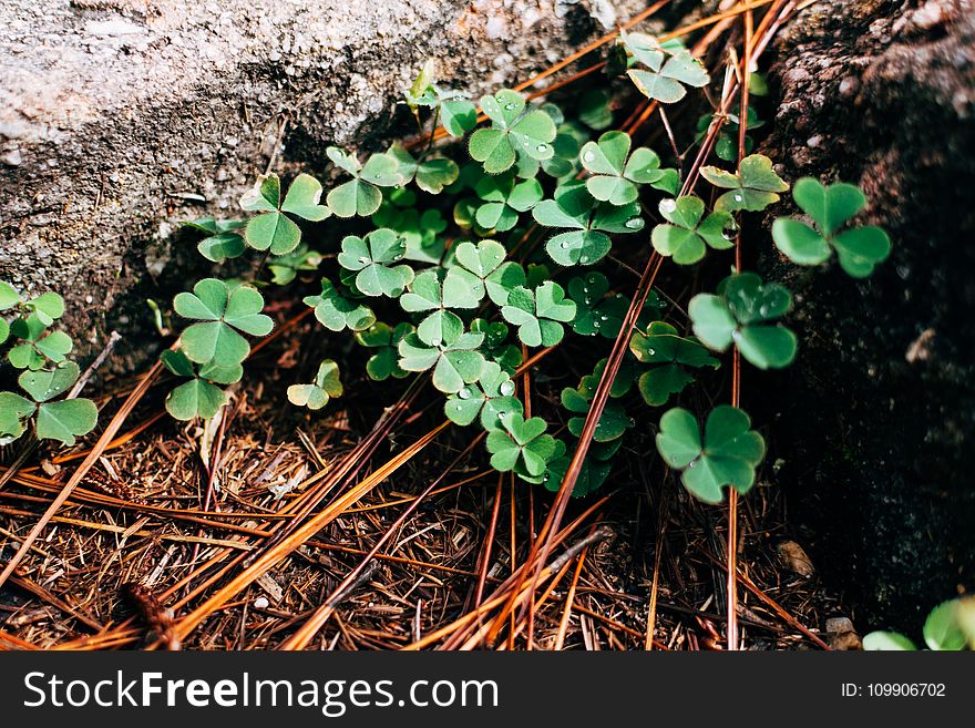 Close-up, Clover, Dewdrops