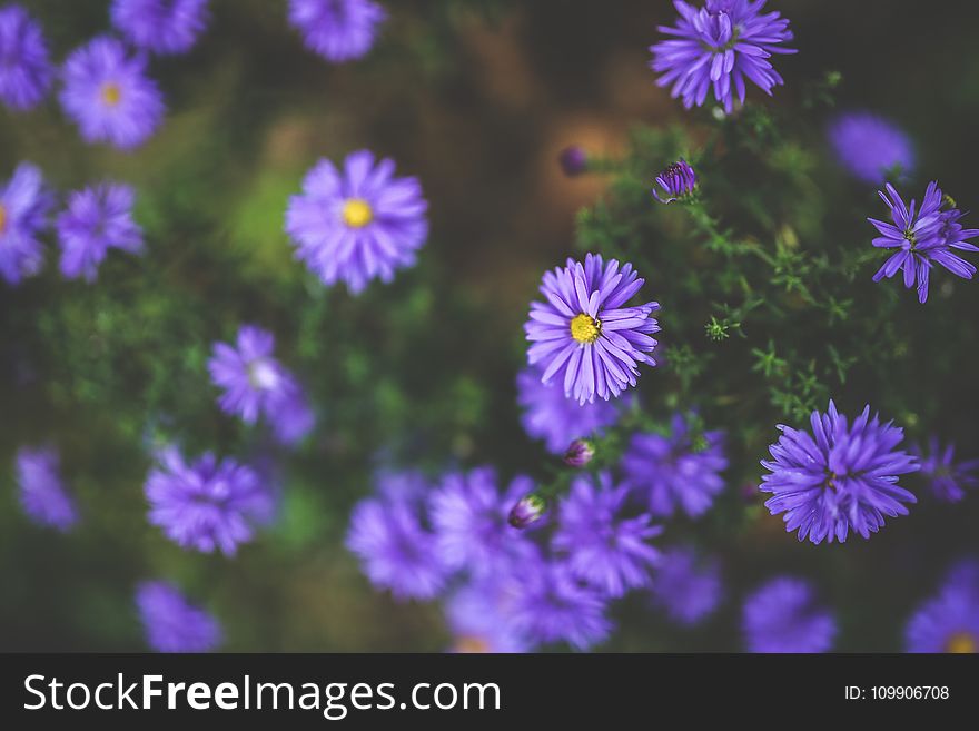 Purple flowers