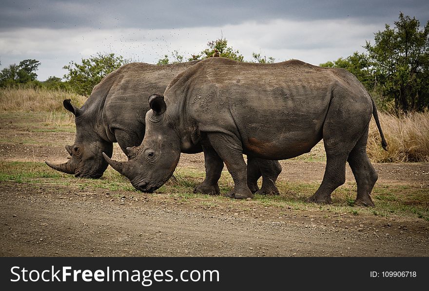 Two Rhino On Gray Field