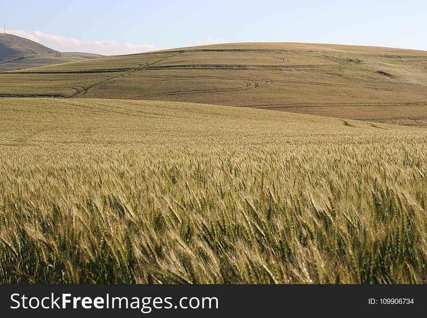 Agriculture, Barley, Countryside