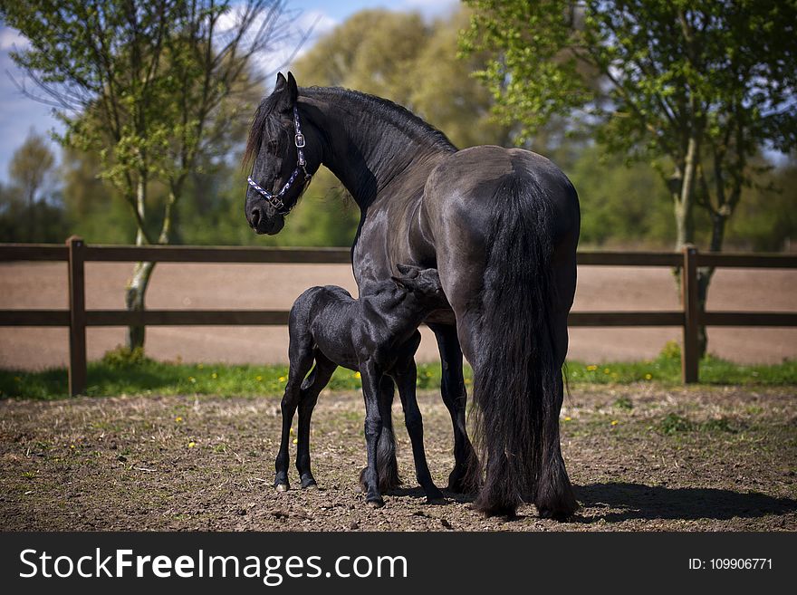 Two Black Horse on Field