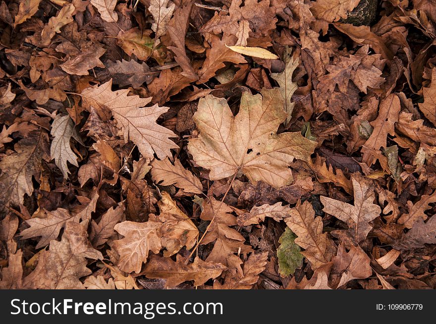 Autumn, Dry, Leaves