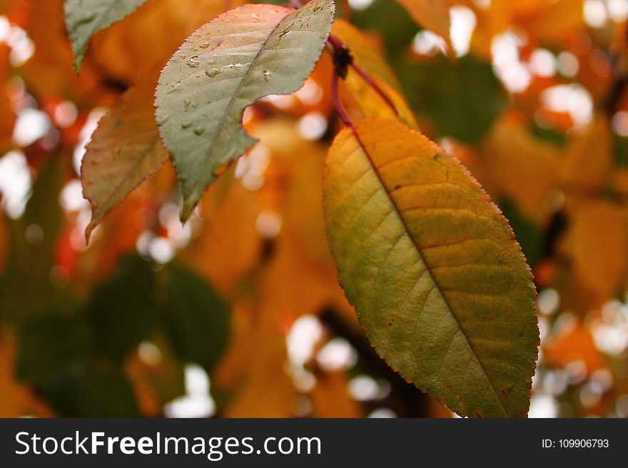 Autumn, Close-up, Fall