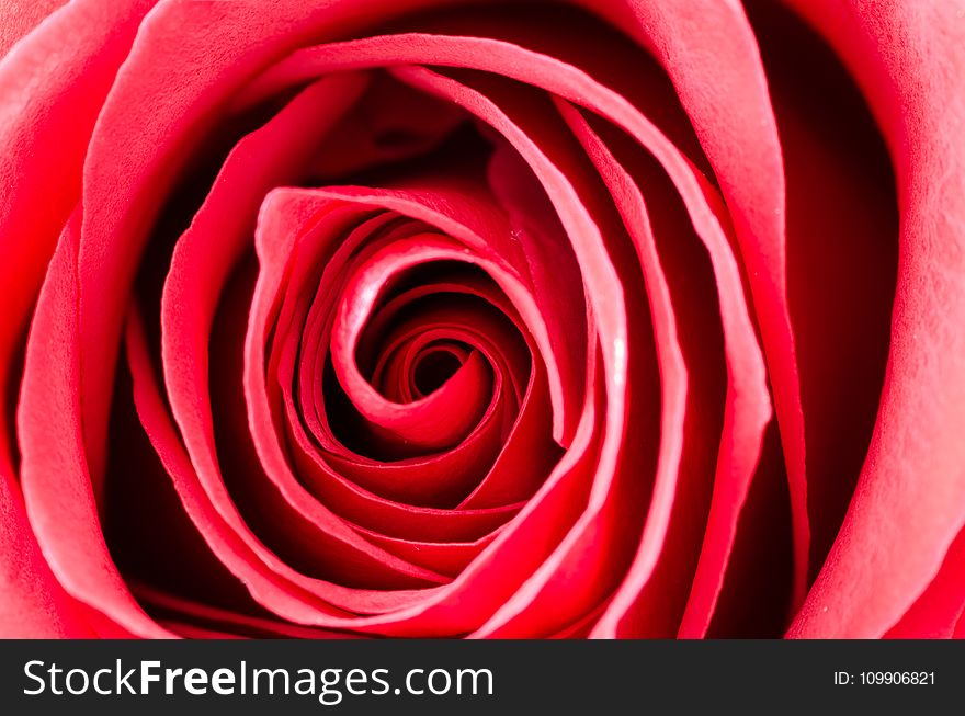 Photography of a Rose