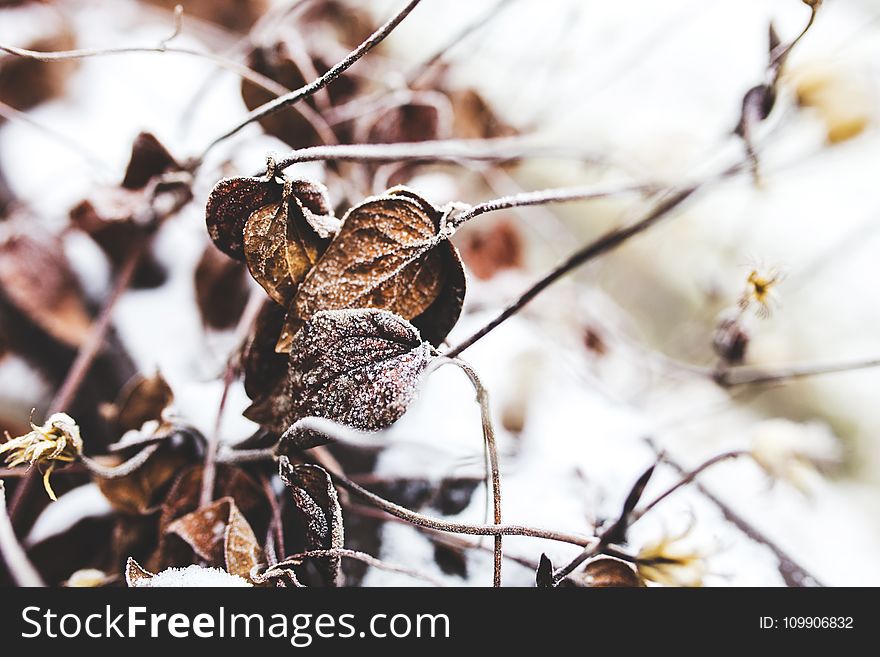 Withered Leaves