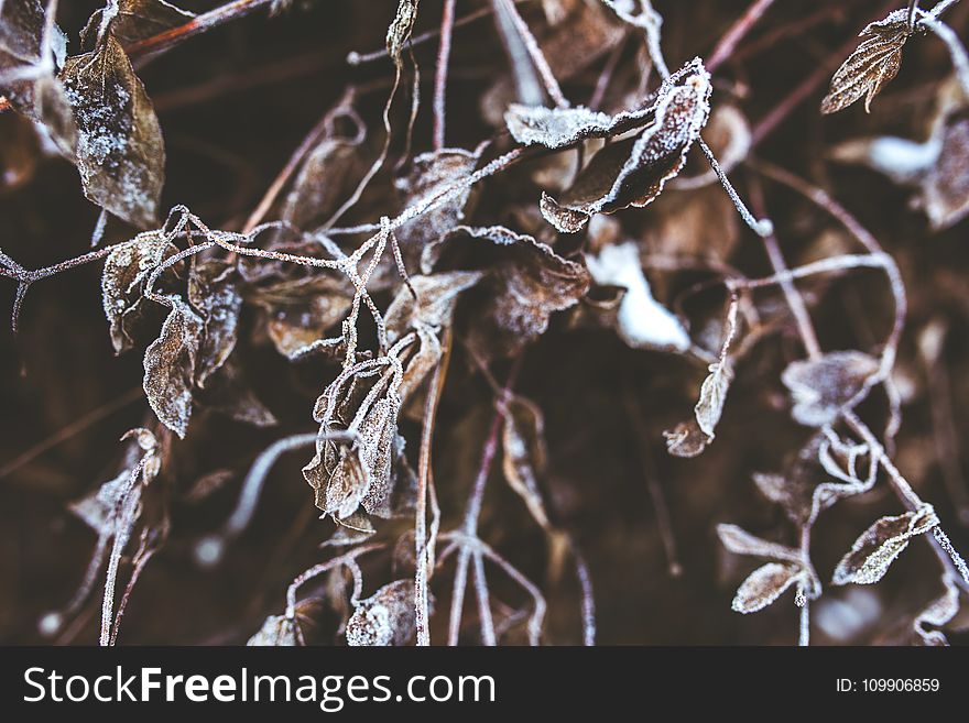 Frozen branches and withered leaves