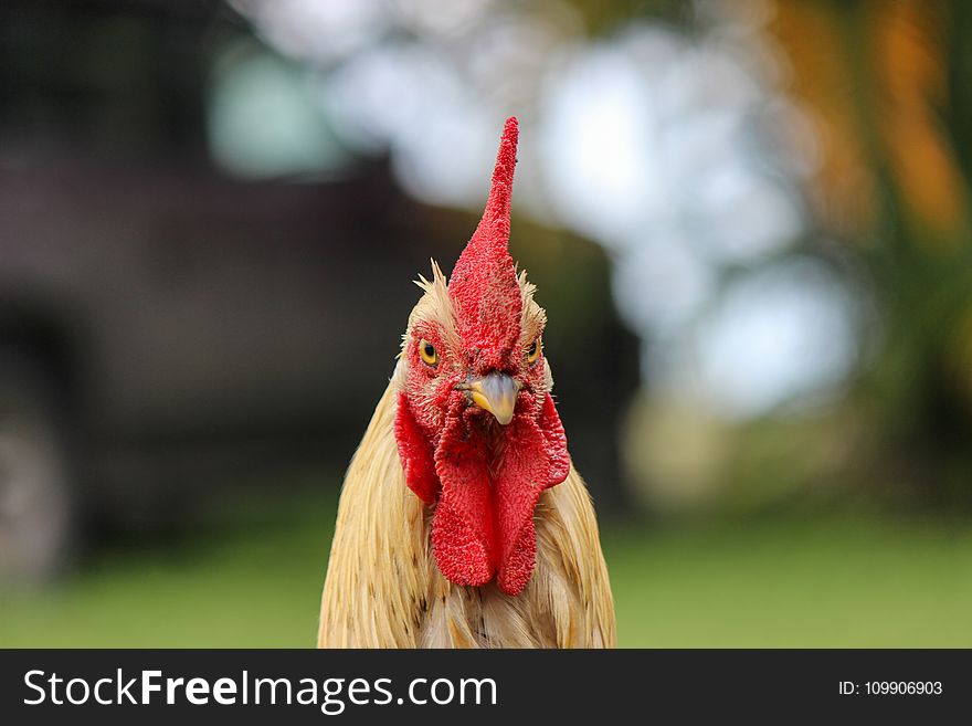 Selective Focus Photography Of Rooster&x27;s Head