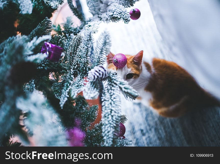 Cat Under The Christmas Tree