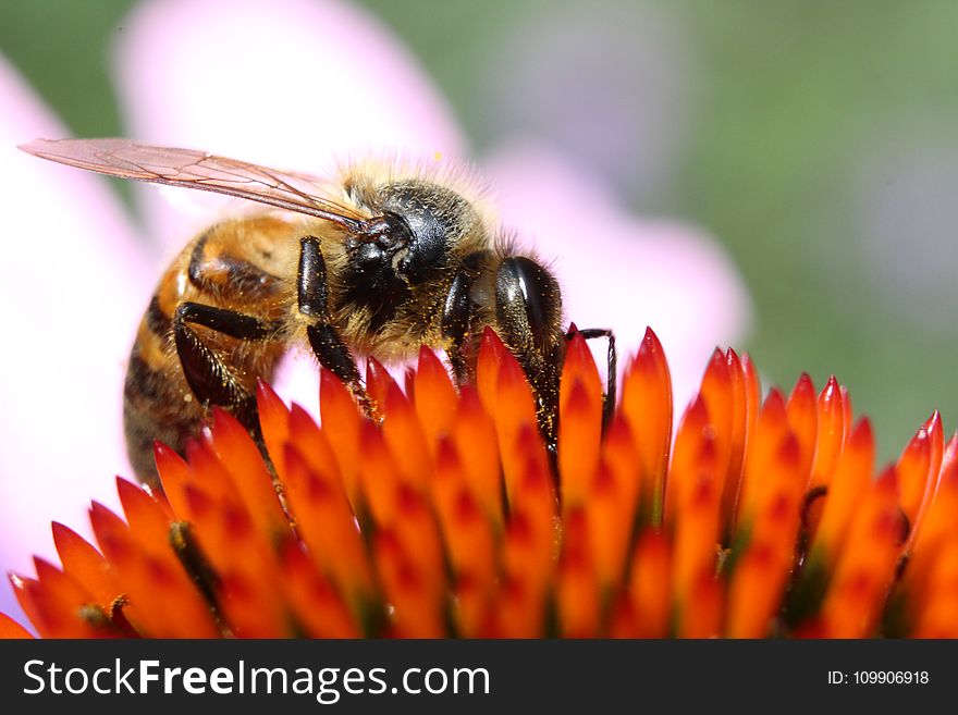 Close-up Photography of Honeybee on Orange Petaled Flower