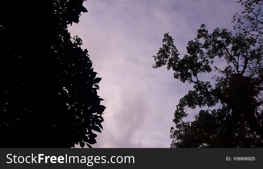 Low Angle Photography of Silhouette of Trees Under Calm Sky