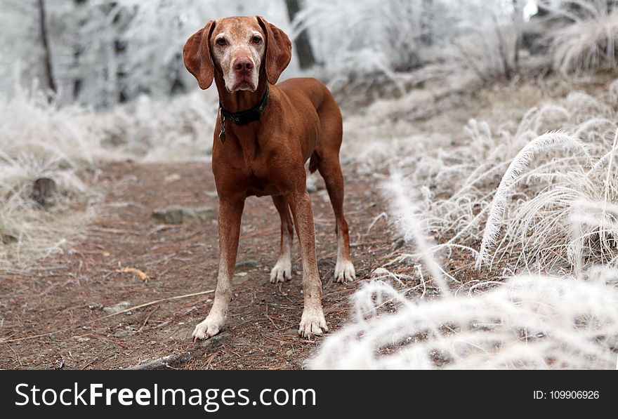 Depth of Field Photography of Brown Dog Near White Grasses