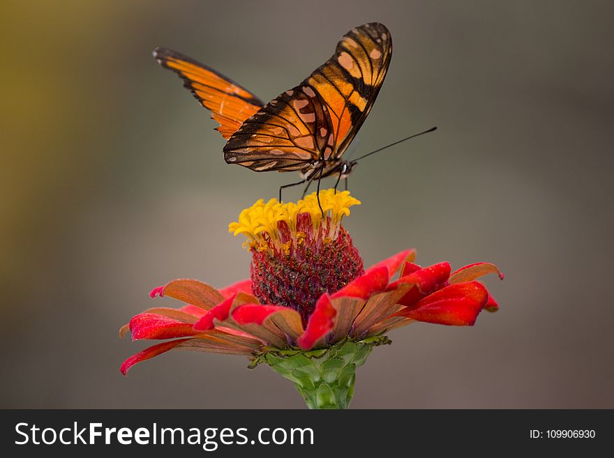 Brown and Black Butterfly Perched on Yellow and Red Petaled Flower Closeup Photography