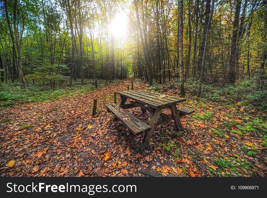 Brown Wooden Table With Bench Near Green Trees