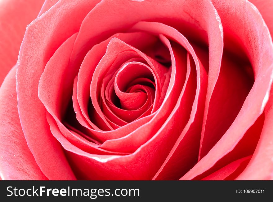 Red Rose Portrait