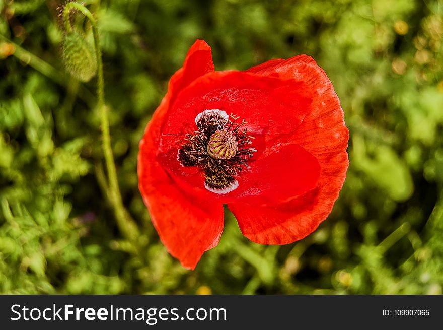 Selective Focus Photography of Common Poppy