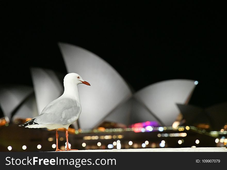 White Bird With View Of Sydney Opera House